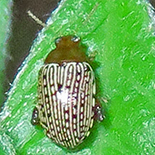 Blepharida ornata